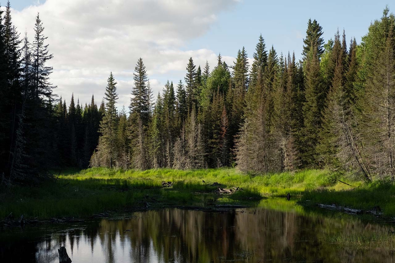 Lake and forest on Apitipi Anicinapek Nation territory